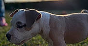 Kira participe au concours pour gagner de l'argent avec cette photo : dog, puppy, pit_bull, white_dog, brown_patches, outdoor, grass, sunset, golden_hour, backlighting, portrait, profile, animal, pet, canine, standing, walking, closeup, nature, blurry_background