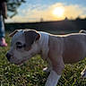 dog, puppy, pit_bull, white_dog, brown_patches, outdoor, grass, sunset, golden_hour, backlighting, portrait, profile, animal, pet, canine, standing, walking, closeup, nature, blurry_background