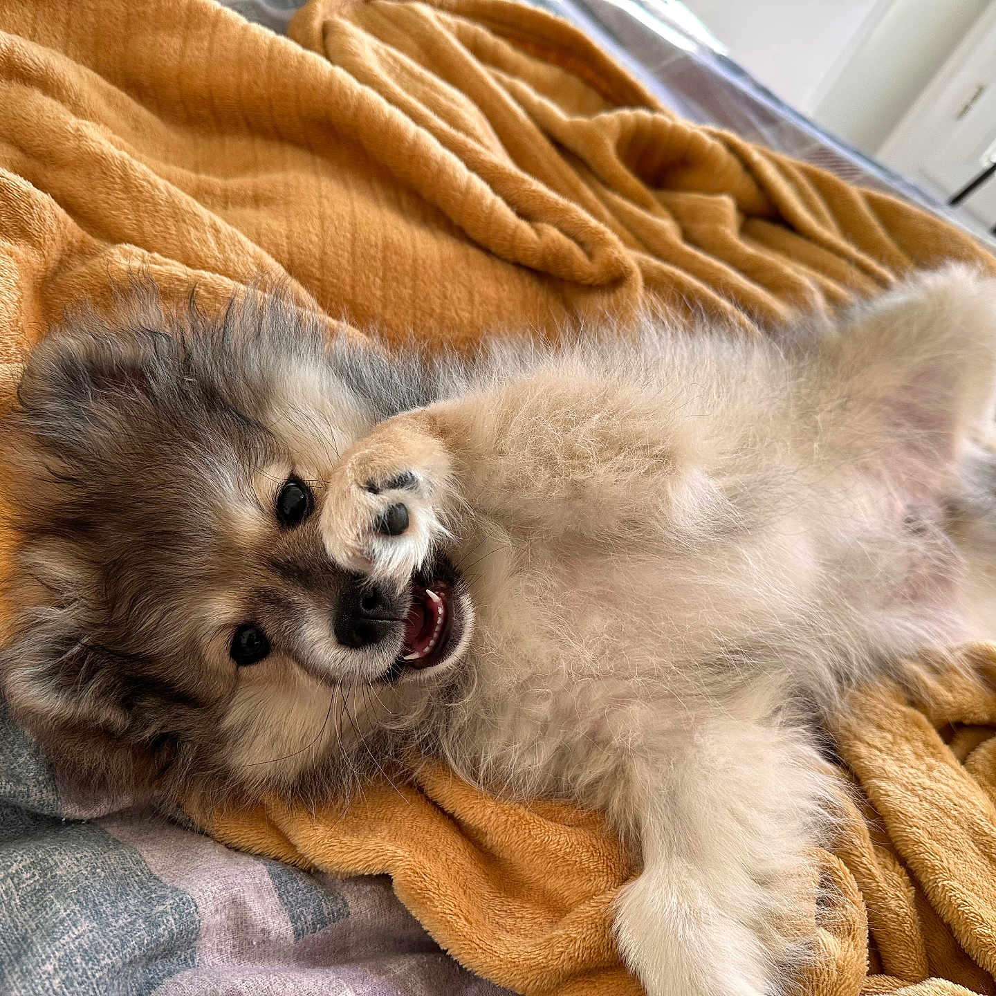 Voyou a rejoint le concours — aidez-le/la à gagner de superbes lots ! animal, bed, blanket, cozy, cute, dog, domestic, fluffy, fur, indoor, lying_down, paw, pet, playful, puppy, relaxed, resting, soft_texture, yellow_blanket, young_dog
