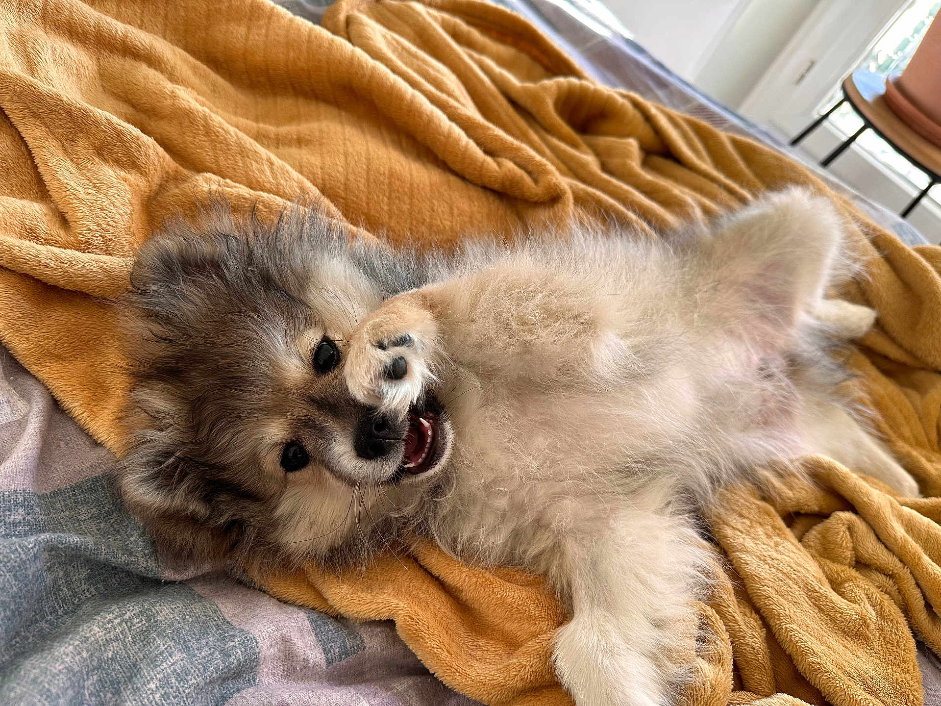 Voyou a rejoint le concours — aidez-le/la à gagner de superbes lots ! puppy, dog, fluffy, blanket, lying_down, playful, paw, indoor, cozy, fur, cute, pet, animal, resting, yellow_blanket, soft_texture, bed, domestic, young_dog, relaxed