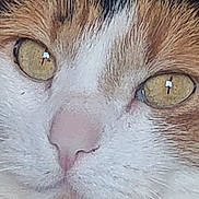 Callie is registered to the contest to win money with this photo: cat, close_up, face, yellow_eyes, fur, whiskers, pet, animal, cute, domestic_cat, mammal, calm, curious, soft_texture, nose, portrait, feline, indoor, whiskers_detail, closeup