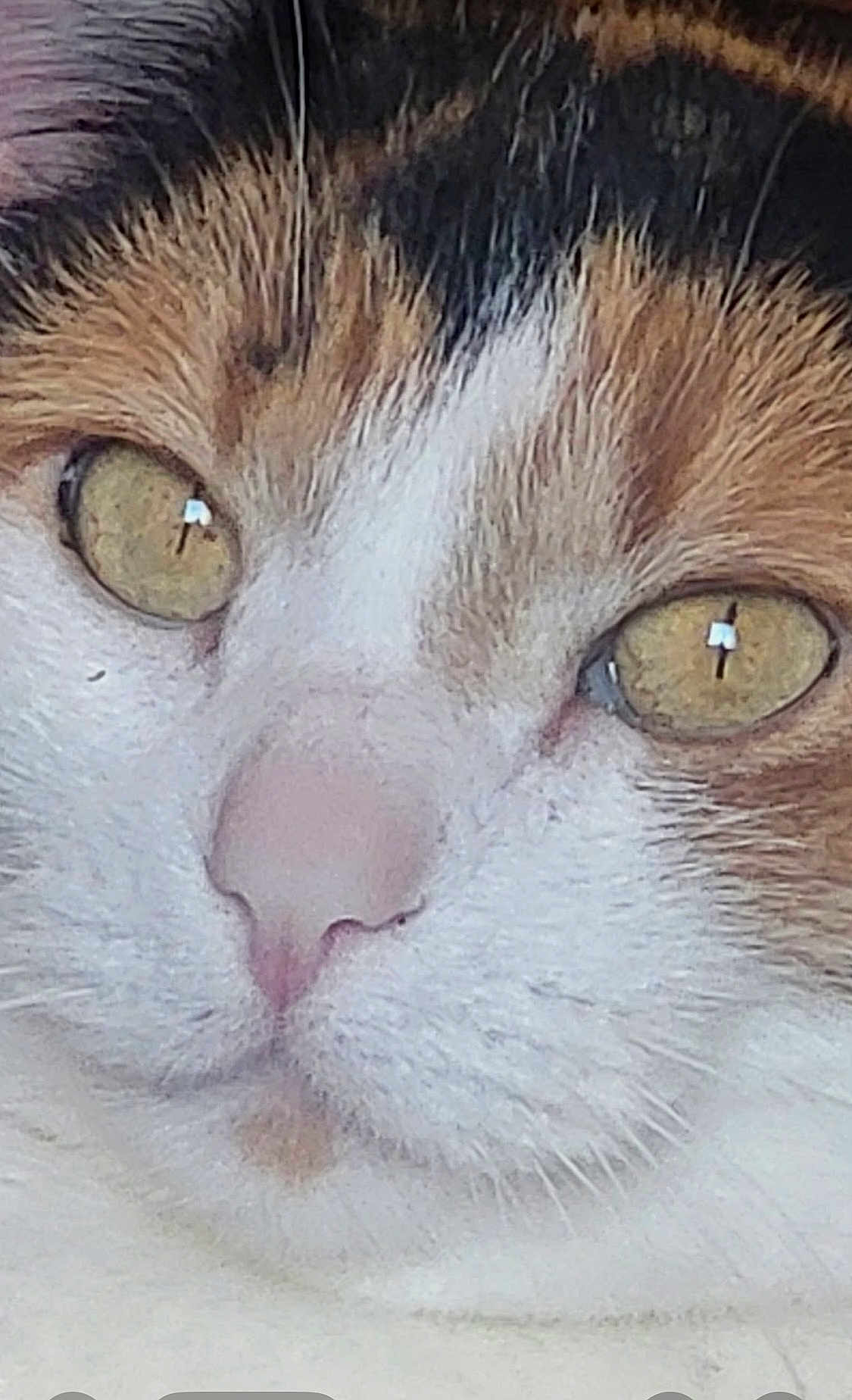 Callie is registered to the contest to win money with this photo: cat, close_up, face, yellow_eyes, fur, whiskers, pet, animal, cute, domestic_cat, mammal, calm, curious, soft_texture, nose, portrait, feline, indoor, whiskers_detail, closeup