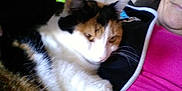 Callie is registered to the contest to win money with this photo: cat, calico_cat, pet, person, glasses, pink_shirt, indoor, couch, relaxing, close_up, feline, fur, whiskers, comfort, companion, animal, casual, human, resting, affection