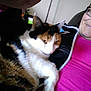 cat, calico_cat, pet, person, glasses, pink_shirt, indoor, couch, relaxing, close_up, feline, fur, whiskers, comfort, companion, animal, casual, human, resting, affection
