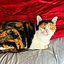 Callie is registered to the contest to win money with this photo: cat, calico, pet, animal, bed, blanket, red, gray, feline, fur, whiskers, ears, eyes, resting, domestic, cute, cozy, indoor, sleeping, portrait