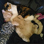 Callie And Simba joined the competition — help win amazing prizes! animal, blanket, calico_cat, cat, couch, cozy, cute, friendship, fur, ginger_cat, indoor, paw, pets, pink_pattern, relaxing, rest, sleeping, snuggling, tail, zebra_pattern