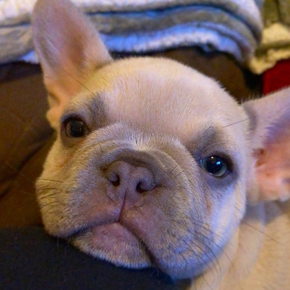 Kiwi is registered to the contest to win money with this photo: canidae, carnivore, close_up, companion_dog, dog, dog_breed, ear, eye, fawn, fur, head, liver, nose, snout, suidae, terrestrial_animal, toy_dog, whiskers, working_animal, wrinkle