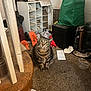 cat, tabby, indoor, carpet, clutter, slippers, green_bag, paper, storage_shelf, household_items, curious, furniture, floor, room, domestic, pet, messy, orange, gray, animal