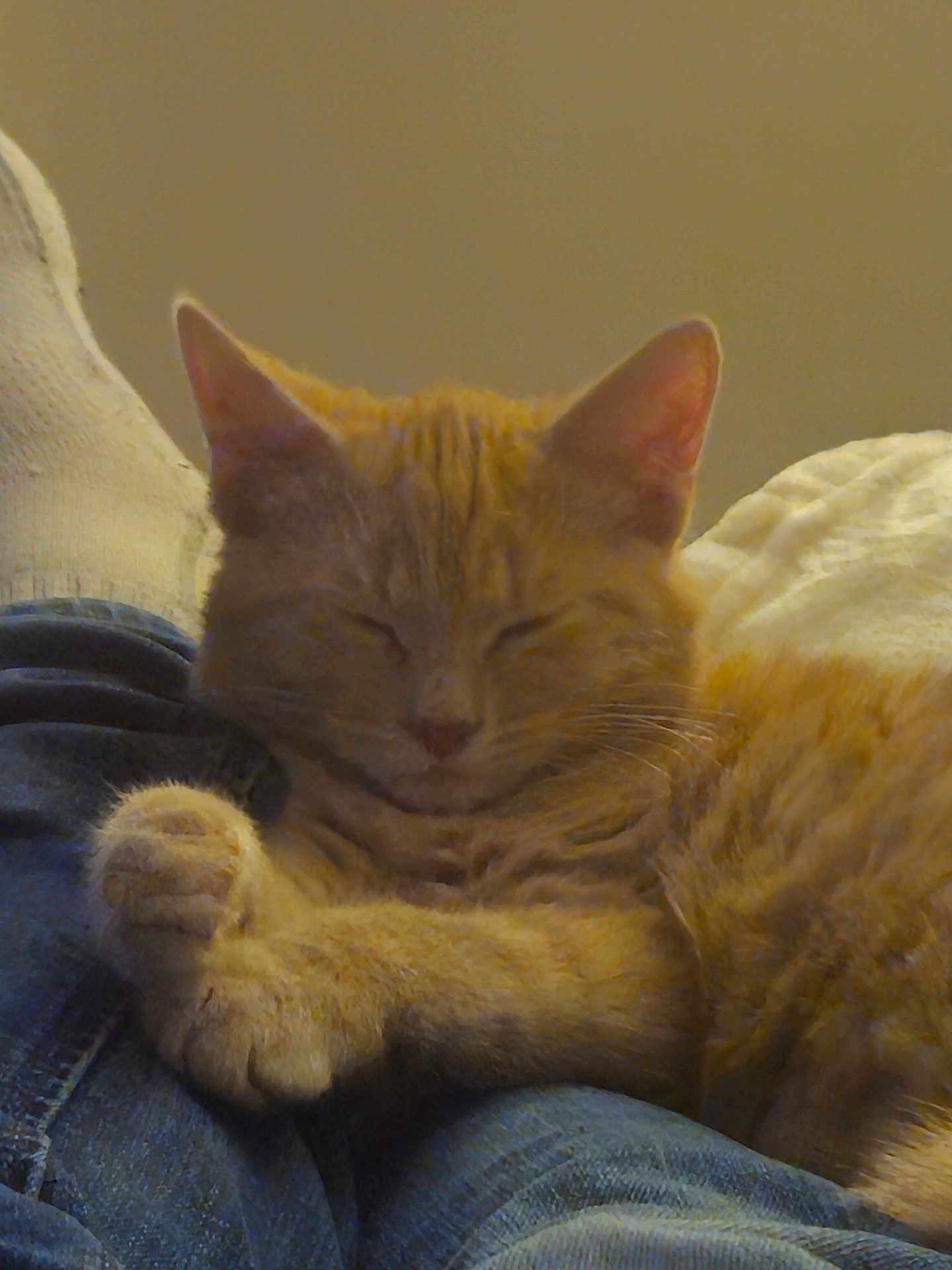 Rouky participe au concours pour gagner de l'argent avec cette photo : cat, ginger_cat, orange_cat, sleeping, loaf, paw, whiskers, fur, ear, indoor, cozy, lap, jeans, sock, blanket, close_up, portrait, pet, resting, soft_lighting