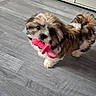Brony a rejoint le concours — aidez-le/la à gagner de superbes lots ! animal, brown_and_white, cabinet, companion, cute, dog, floor, fluffy, fur, home, indoor, looking_up, pet, pink_toy, playful, puppy, small_dog, tail, toy, wooden_floor