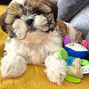 Brony a rejoint le concours — aidez-le/la à gagner de superbes lots ! adorable, animal, companion, cozy, cute, dog, fluffy, fur, indoors, lying_down, pet, plush_toy, puppy, relaxing, resting, small_dog, soft, toy, yellow_blanket, young_dog