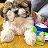 adorable, animal, companion, cozy, cute, dog, fluffy, fur, indoors, lying_down, pet, plush_toy, puppy, relaxing, resting, small_dog, soft, toy, yellow_blanket, young_dog