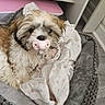 Brony participe au concours pour gagner de l'argent avec cette photo : adorable, animal, blanket, comfort, cozy, cute, dog, fluffy, fur, home, indoor, lying_down, pacifier, pet, pet_bed, pink, resting, small_dog, soft, toy