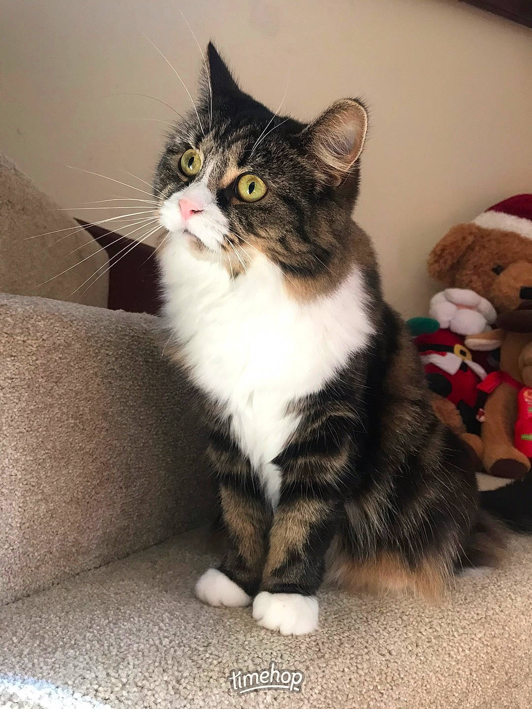 Chewie is registered to the contest to win money with this photo: carnivore, cat, claw, domestic_short_haired_cat, felidae, fur, paw, sitting, small_to_medium_sized_cats, snout, stuffed_toy, tail, teddy_bear, toy, whiskers, window