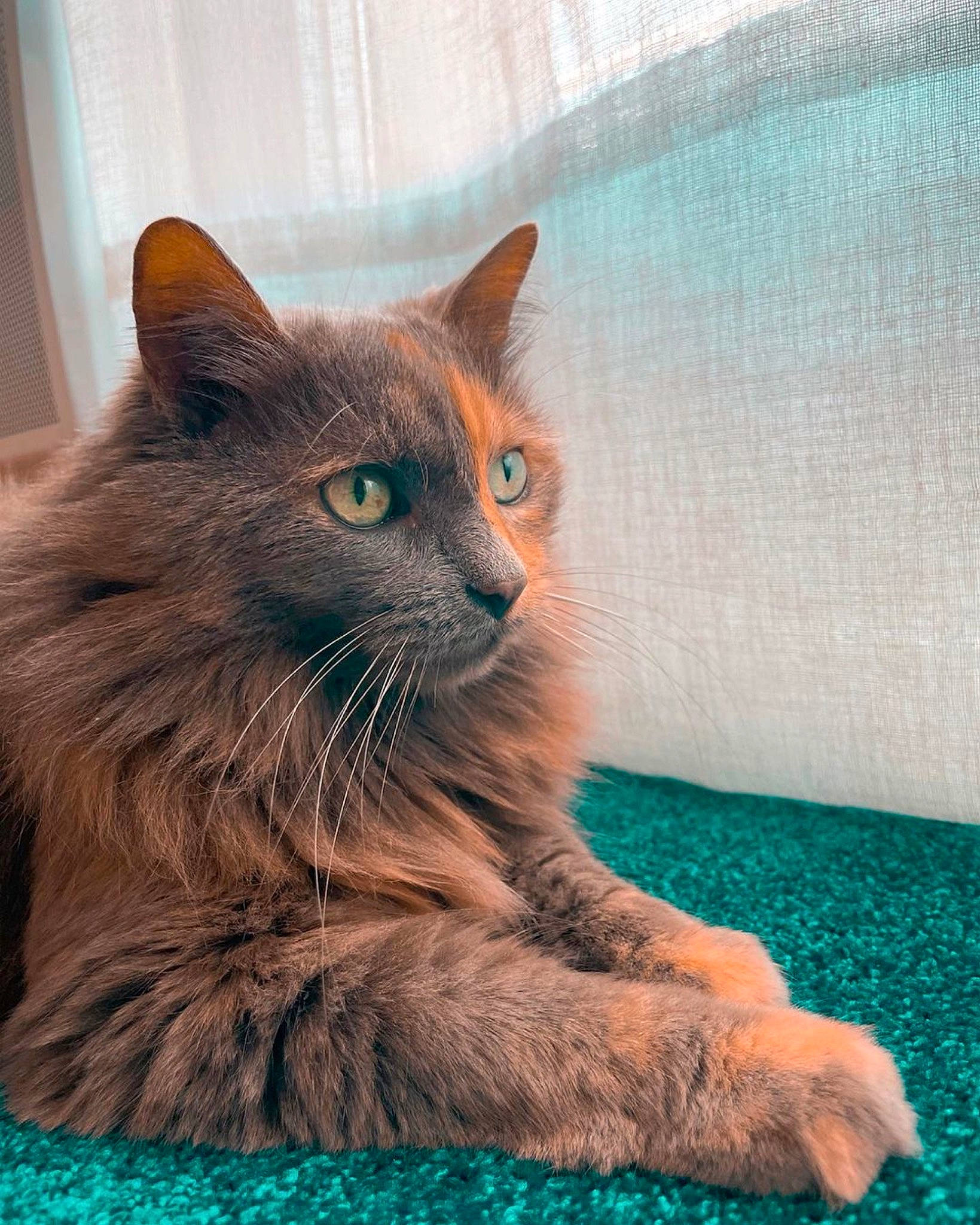 Hippie a rejoint le concours — aidez-le/la à gagner de superbes lots ! black_cat, blue, carnivore, cat, comfort, curtain, domestic_short_haired_cat, door, electric_blue, fawn, felidae, fur, grey, sitting, small_to_medium_sized_cats, snout, tail, terrestrial_animal, whiskers, window