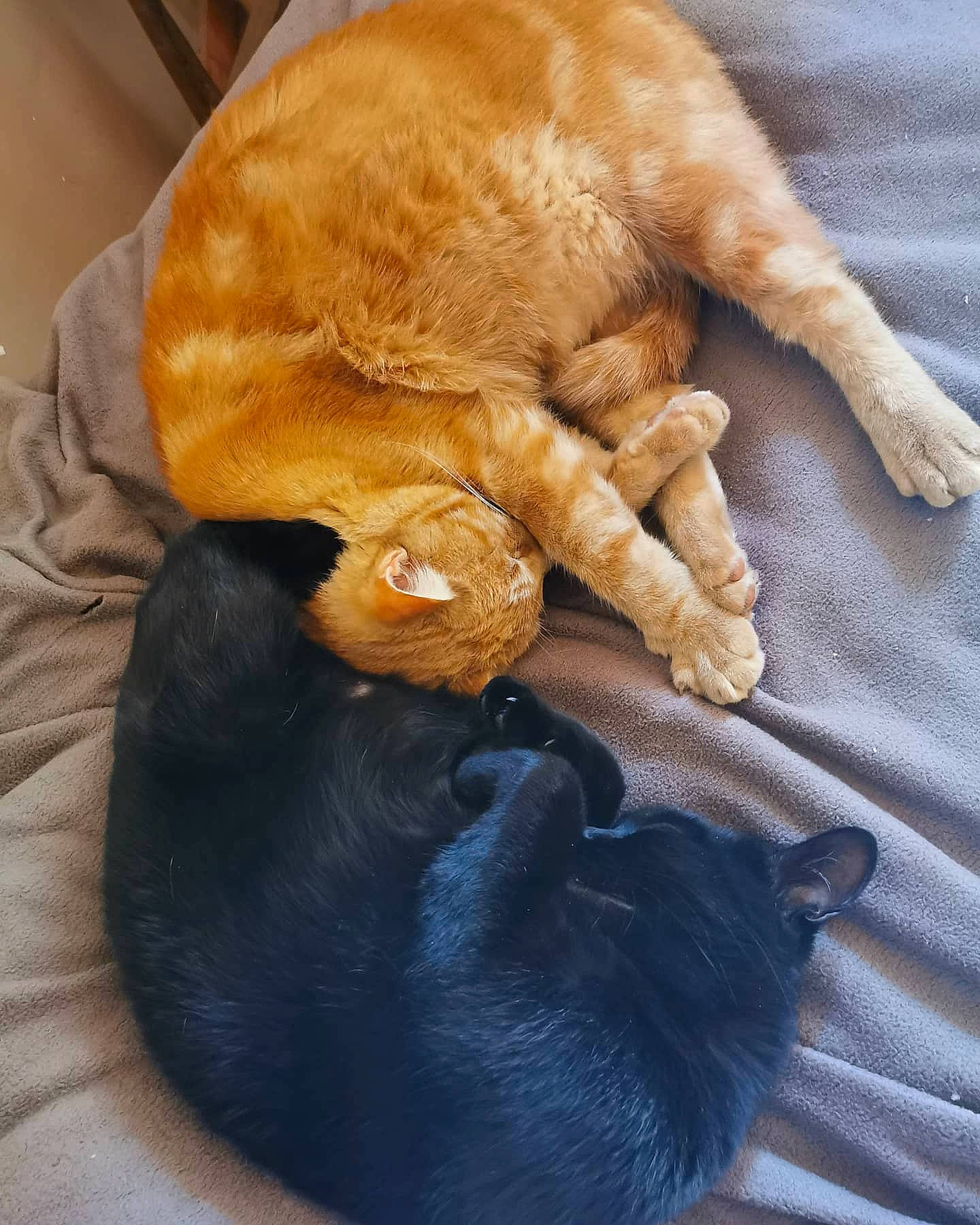 Sunny a rejoint le concours — aidez-le/la à gagner de superbes lots ! canidae, carnivore, cat, comfort, companion_dog, dog_breed, ear, eye, fawn, felidae, gesture, liver, paw, small_to_medium_sized_cats, snout, tail, terrestrial_animal, whiskers, wood, wrinkle