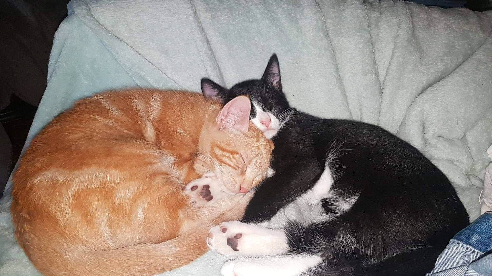 Sunny participe au concours pour gagner de l'argent avec cette photo : carnivore, cat, cat_supply, claw, comfort, domestic_short_haired_cat, ear, fang, felidae, fur, nap, paw, sitting, sleep, small_to_medium_sized_cats, snout, tail, whiskers