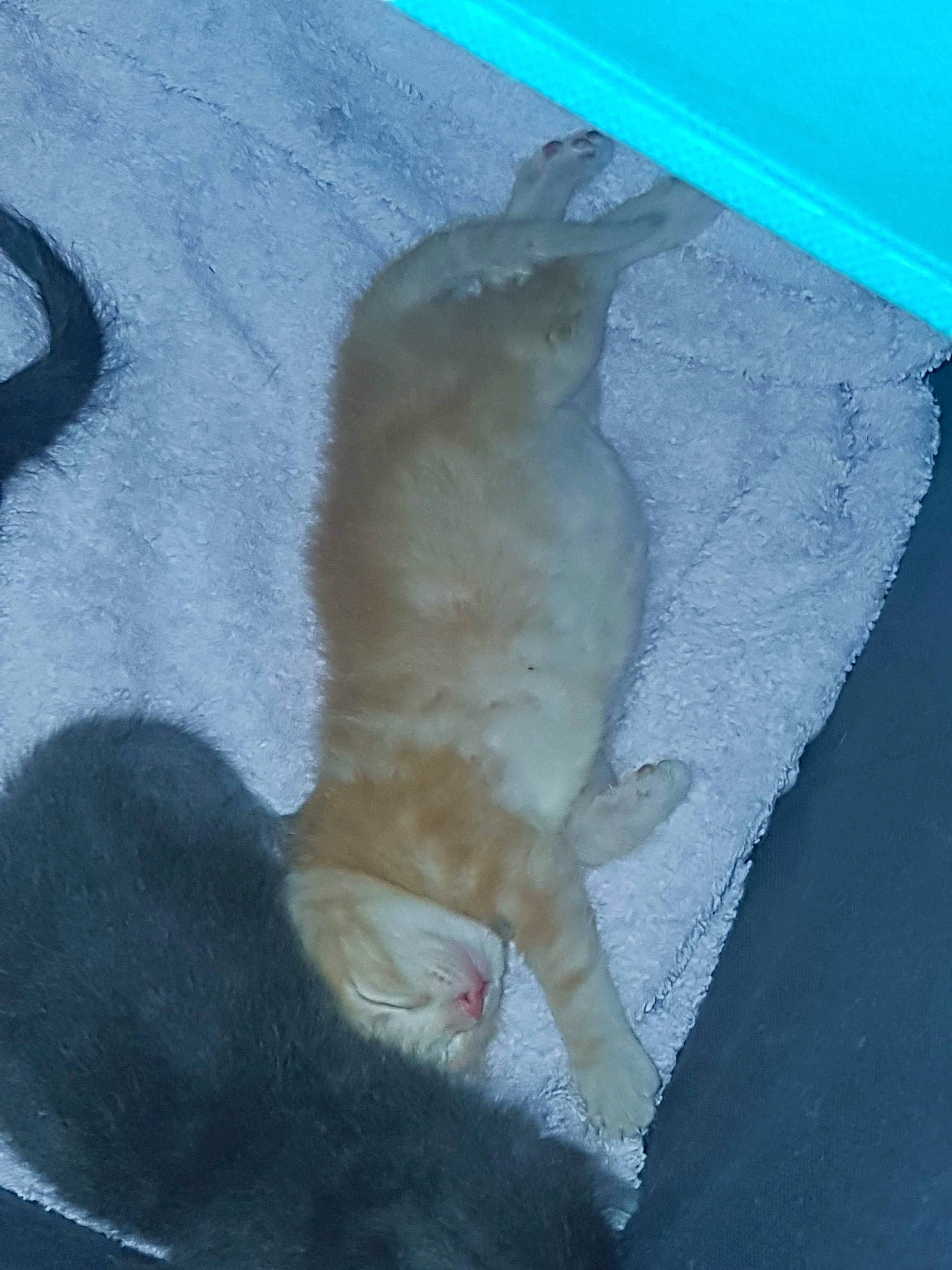 Sunny a rejoint le concours — aidez-le/la à gagner de superbes lots ! blue, canidae, carnivore, cat, claw, dog_breed, domestic_short_haired_cat, electric_blue, fawn, felidae, fish, fur, paw, road_surface, shadow, small_to_medium_sized_cats, snout, sporting_group, tail, whiskers