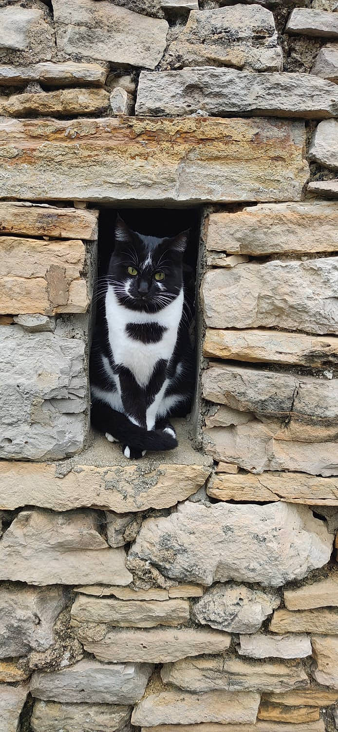 Lisa a rejoint le concours — aidez-le/la à gagner de superbes lots ! brick, brickwork, carnivore, cat, domestic_short_haired_cat, door, eye, felidae, flooring, fur, grass, grey, road, road_surface, small_to_medium_sized_cats, snout, tail, whiskers, window, wood