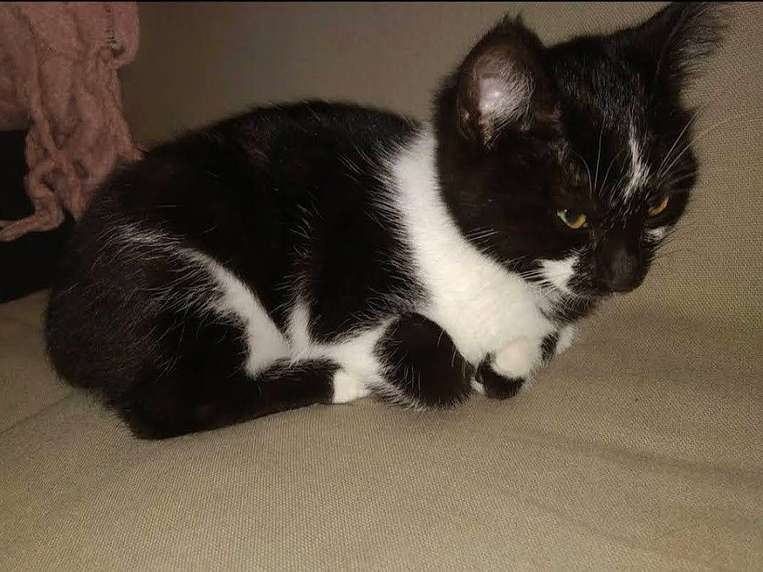 Lisa a rejoint le concours — aidez-le/la à gagner de superbes lots ! carnivore, cat, comfort, domestic_short_haired_cat, felidae, fur, monochrome_photography, paw, small_to_medium_sized_cats, snout, tail, terrestrial_animal, whiskers