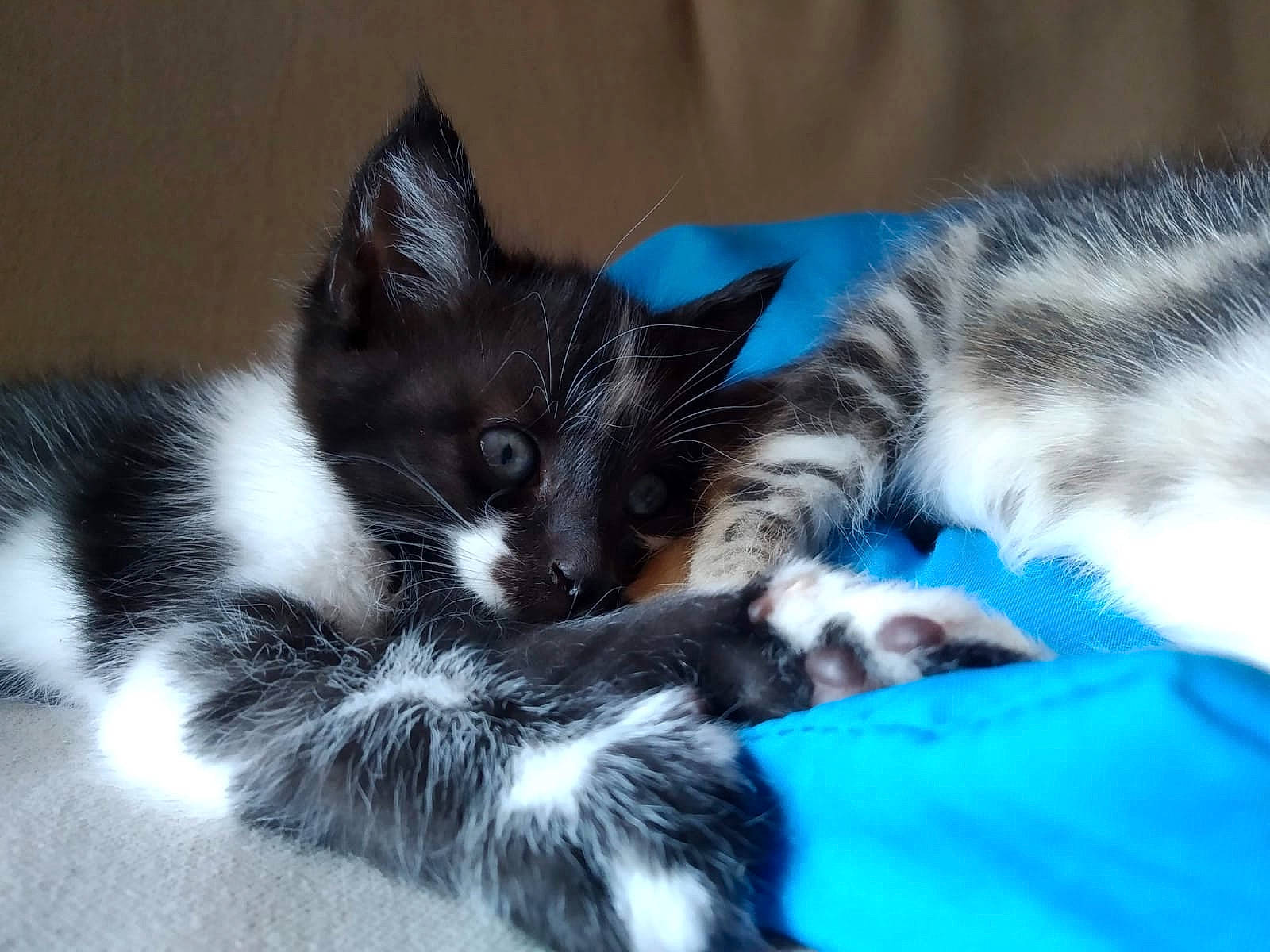 Lisa participe au concours pour gagner de l'argent avec cette photo : carnivore, cat, cat_supply, claw, comfort, domestic_short_haired_cat, electric_blue, felidae, fur, mammal, paw, small_to_medium_sized_cats, snout, tail, terrestrial_animal, vertebrate, whiskers