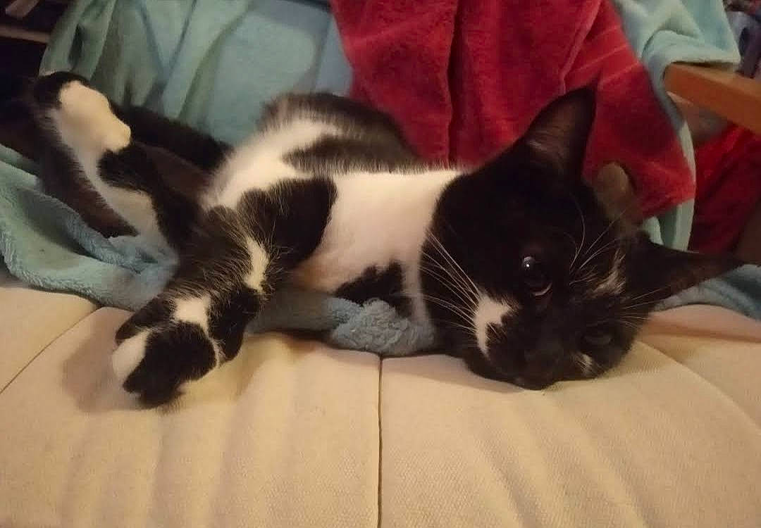 Lisa participe au concours pour gagner de l'argent avec cette photo : carnivore, cat, claw, comfort, domestic_short_haired_cat, felidae, fur, human_leg, lap, mammal, nap, paw, sleep, small_to_medium_sized_cats, tail, terrestrial_animal, whiskers