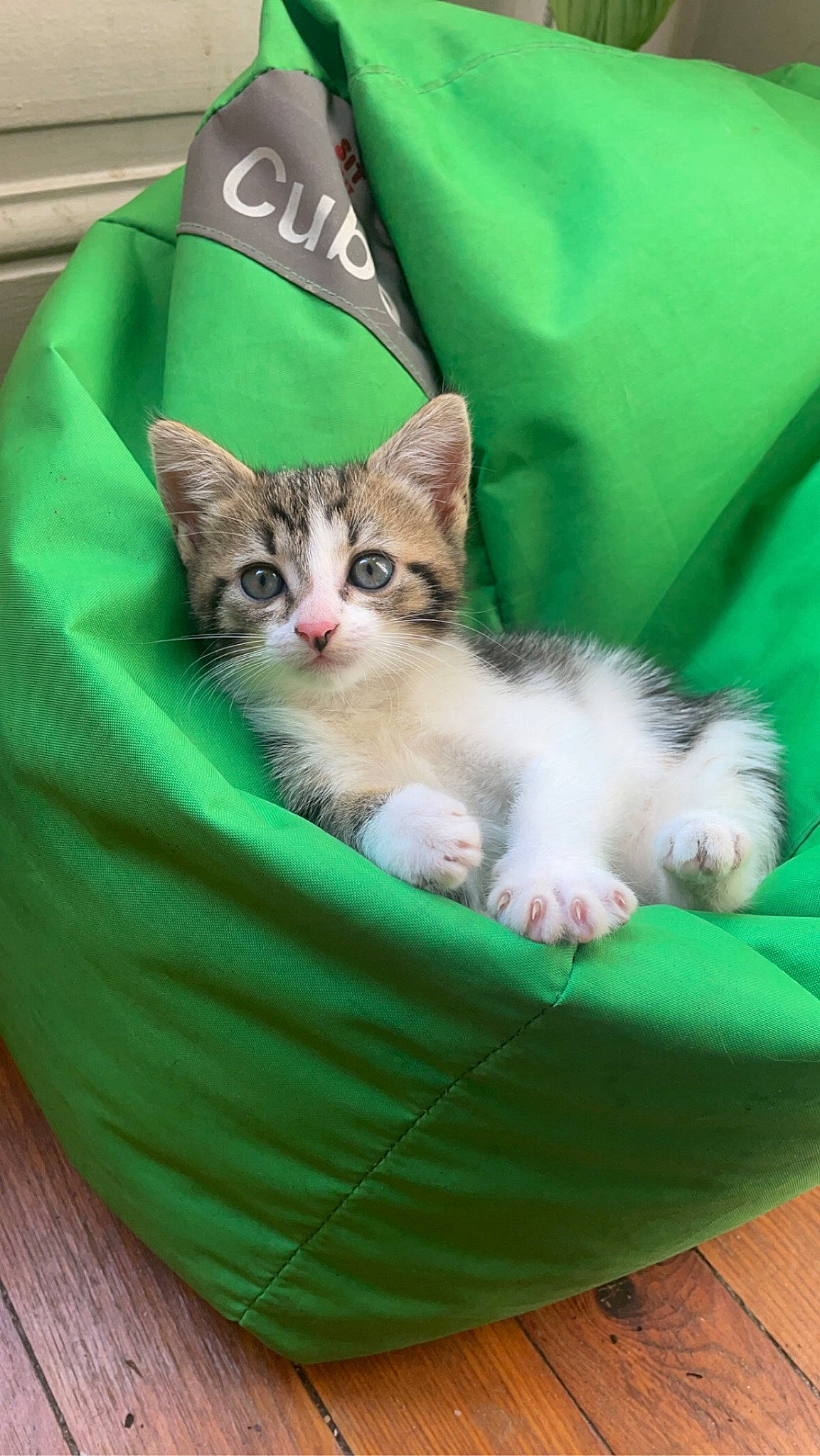 Lyka a rejoint le concours — aidez-le/la à gagner de superbes lots ! basket, box, carnivore, cat, cat_bed, cat_supply, comfort, domestic_short_haired_cat, felidae, grass, green, linens, paper_bag, paw, pet_supply, photo_caption, sitting, small_to_medium_sized_cats, whiskers, wood