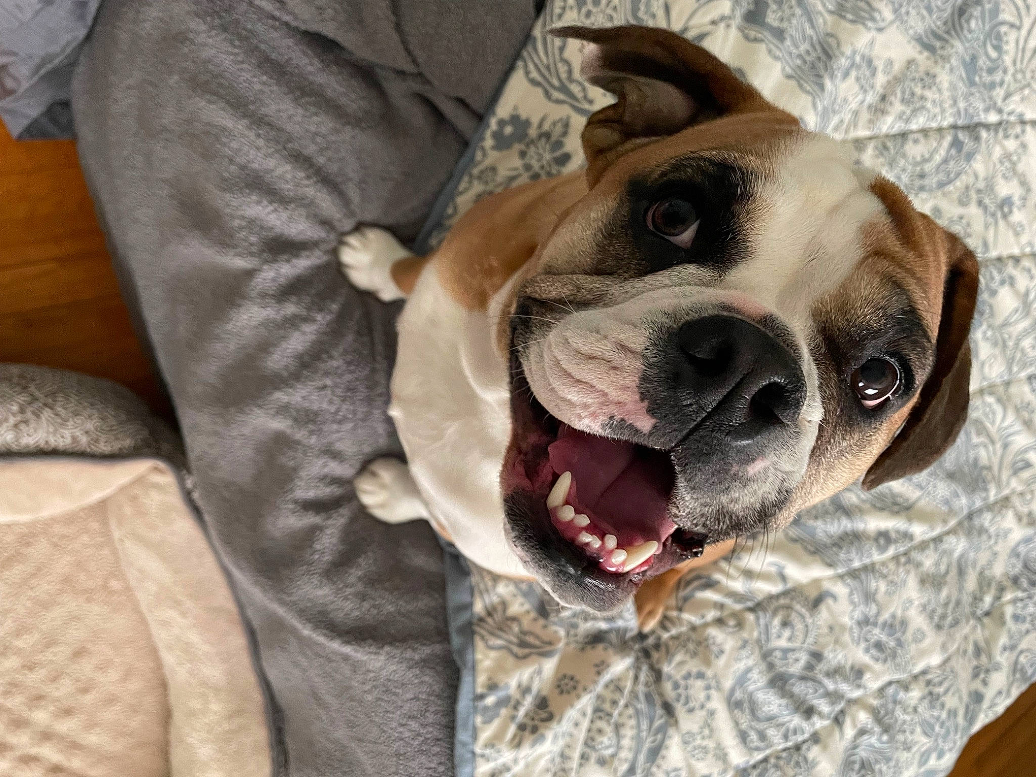 Lucy joined the competition — help win amazing prizes! canidae, carnivore, collar, comfort, companion_dog, dog, dog_breed, dog_clothes, dog_collar, dog_supply, ear, eye, fawn, head, pet_supply, selfie, snout, sporting_group, whiskers, working_animal