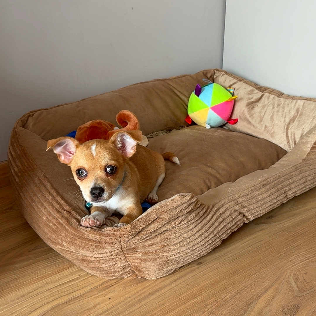 Alpha participe au concours pour gagner de l'argent avec cette photo : animal, ball, canine, chihuahua, couch, cushion, dog, dogbed, furniture, hardwood, homedecor, hound, indoors, interiordesign, pet, puppy, sport, tennis, tennisball, wood
