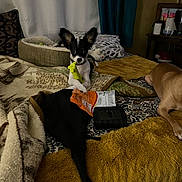 Gizmo joined the competition — help win amazing prizes! dog, toy, bed, blanket, cushion, indoor, pet_bed, small_dog, large_dog, black_and_white_dog, tan_dog, curtain, table, household_items, playing, resting, cozy, furniture, fabric, relaxing