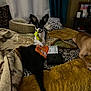 dog, toy, bed, blanket, cushion, indoor, pet_bed, small_dog, large_dog, black_and_white_dog, tan_dog, curtain, table, household_items, playing, resting, cozy, furniture, fabric, relaxing
