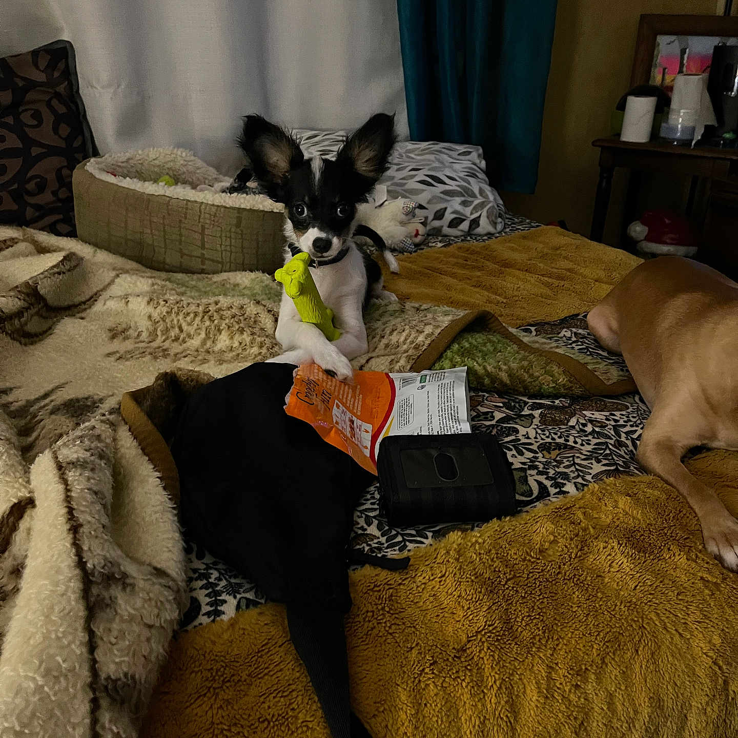 Gizmo joined the competition — help win amazing prizes! bed, black_and_white_dog, blanket, cozy, curtain, cushion, dog, fabric, furniture, household_items, indoor, large_dog, pet_bed, playing, relaxing, resting, small_dog, table, tan_dog, toy