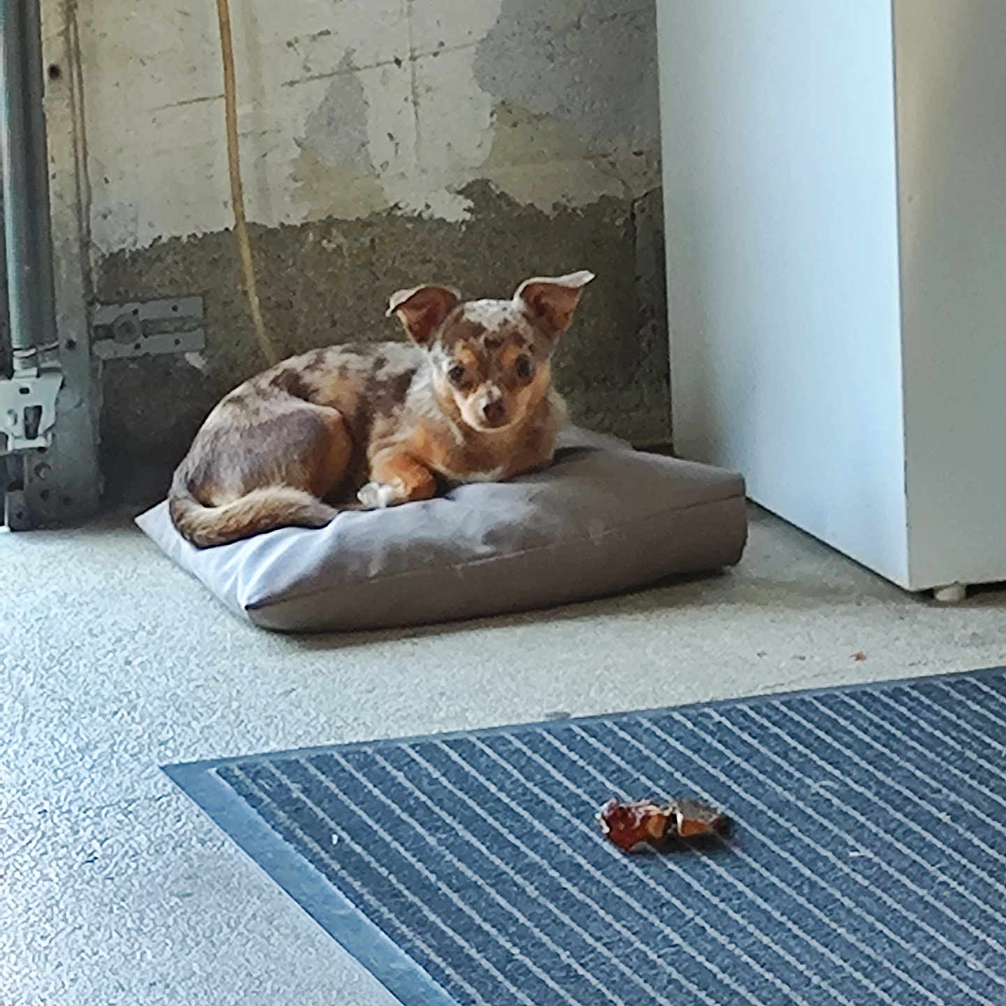 Rio a rejoint le concours — aidez-le/la à gagner de superbes lots ! abyssinian, animal, canine, cat, chihuahua, couch, dog, dogbed, homedecor, hound, husky, indoors, interiordesign, kitten, manx, mat, pet, puppy, rug, terrier