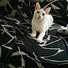 cat, white_cat, pet, animal, feline, sitting, bed, bedroom, indoors, portrait, looking_at_camera, green_eyes, pink_nose, pointed_ears, whiskers, tail, paws, black_and_white, bedding, cozy