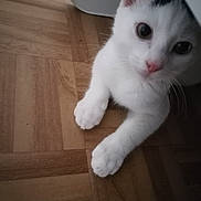 Chatouille a rejoint le concours — aidez-le/la à gagner de superbes lots ! cat, white_cat, black_patch, pet, animal, feline, portrait, close_up, curious, eyes, pink_nose, whiskers, paws, indoor, wooden_floor, floor, home, cute, looking_at_camera, natural_light