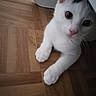 cat, white_cat, black_patch, pet, animal, feline, portrait, close_up, curious, eyes, pink_nose, whiskers, paws, indoor, wooden_floor, floor, home, cute, looking_at_camera, natural_light