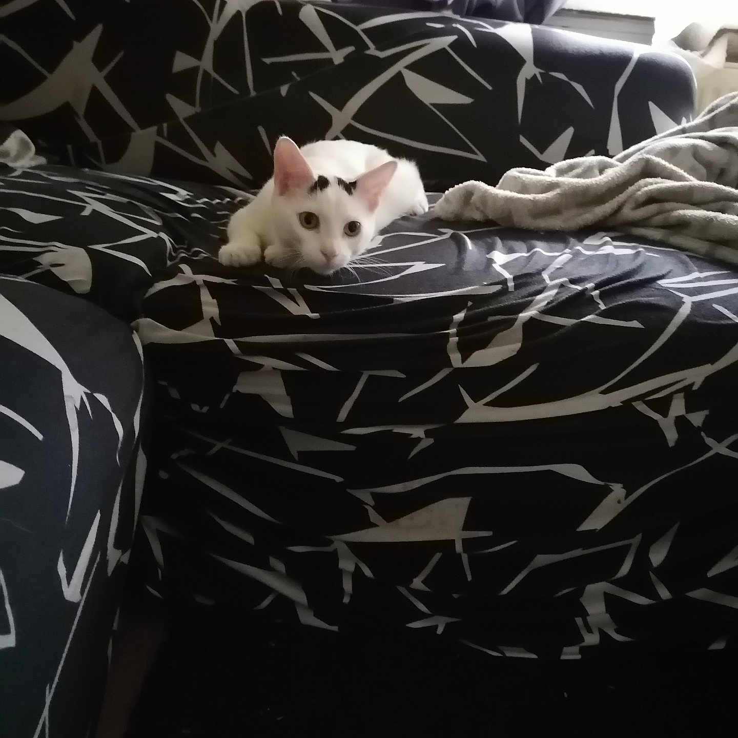 Chatouille