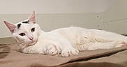 Chatouille a rejoint le concours — aidez-le/la à gagner de superbes lots ! cat, white_cat, black_markings, pet, feline, animal, lying_down, relaxed, sleepy, portrait, whiskers, ears, eyes, paws, pink_nose, pink_paw_pads, blanket, bedroom, indoors, closeup