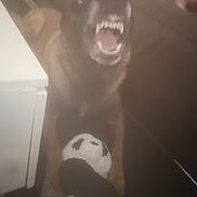 Prisca participe au concours pour gagner de l'argent avec cette photo : dog, brown_dog, open_mouth, teeth, tongue, sitting, indoor, living_room, sofa, soccer_ball, black_and_white, pet, canine, blurred, motion_blur, close_up, playful, dramatic, portrait, home