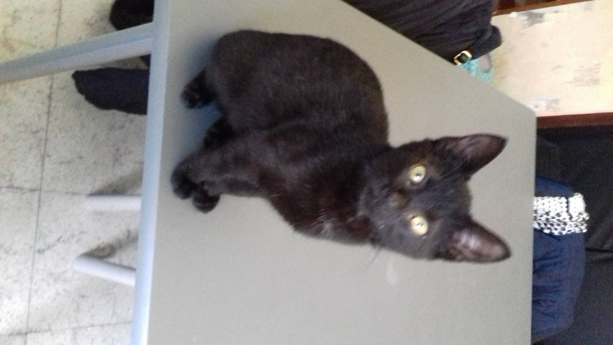 Rosie participe au concours pour gagner de l'argent avec cette photo : black_cat, bombay, carnivore, cat, claw, dog_breed, domestic_short_haired_cat, ear, felidae, fur, havana_brown, paw, small_to_medium_sized_cats, snout, tail, terrestrial_animal, whiskers