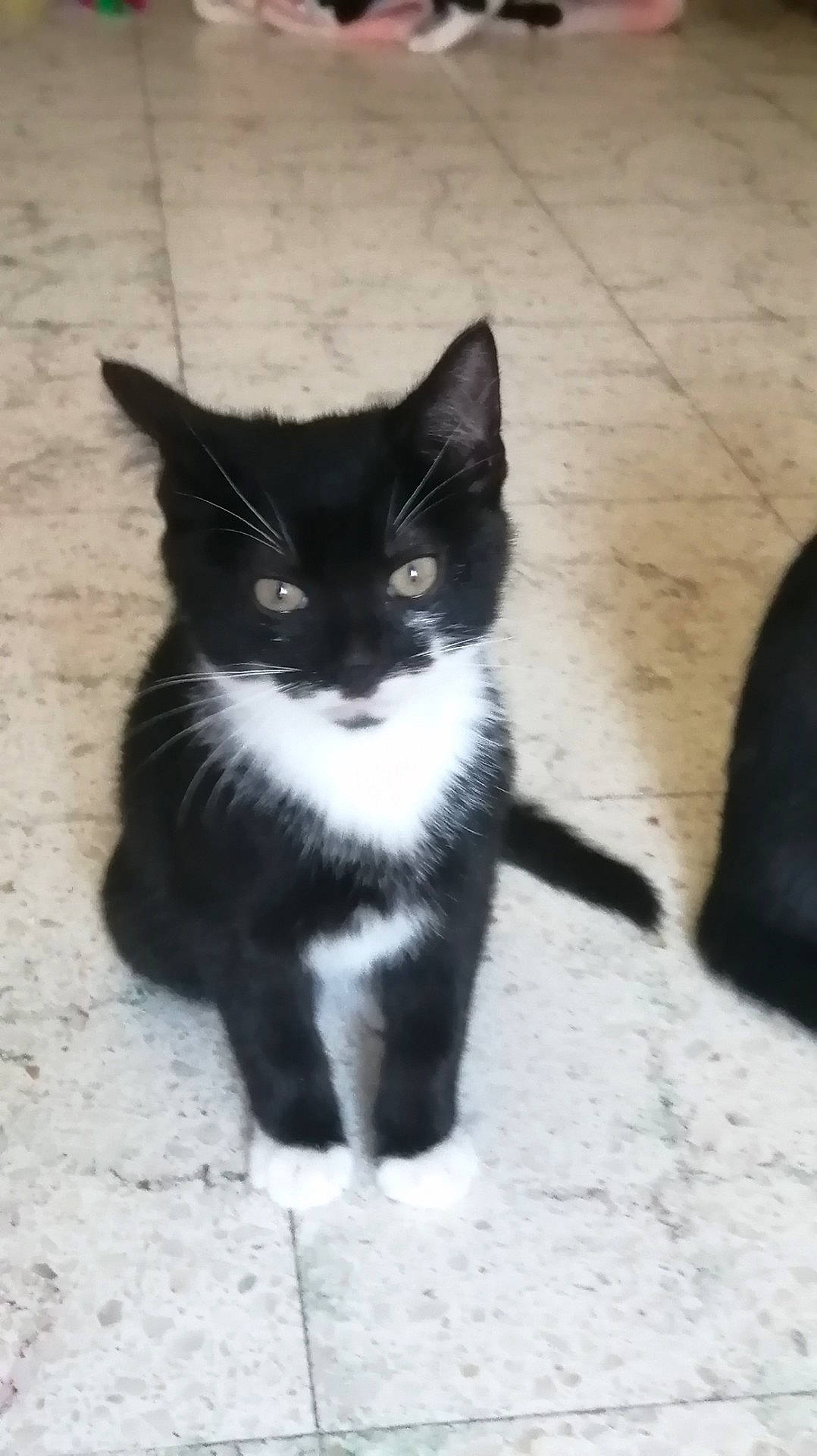 Trésor a rejoint le concours — aidez-le/la à gagner de superbes lots ! black_cat, carnivore, cat, claw, domestic_short_haired_cat, eye, felidae, flooring, foot, fur, grey, monochrome_photography, paw, shadow, sitting, small_to_medium_sized_cats, tail, terrestrial_animal, whiskers
