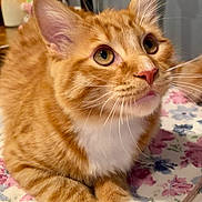 Robin joined the competition — help win amazing prizes! bedspread, cat, closeup, cozy, curious, cute, domestic_animal, ears, eyes, feline, floral_pattern, indoor, lamp, orange_tabby, pet, pink_figurine, resting, table, whiskers, white_paws