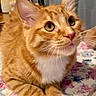 bedspread, cat, closeup, cozy, curious, cute, domestic_animal, ears, eyes, feline, floral_pattern, indoor, lamp, orange_tabby, pet, pink_figurine, resting, table, whiskers, white_paws