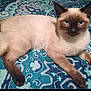 Nena is registered to the contest to win money with this photo: siamese_cat, cat, pet, animal, feline, blue_eyes, bedspread, pattern, indoor, resting, lying_down, fur, whiskers, ears, tail, paws, cute, looking_at_camera, domestic_animal, blue