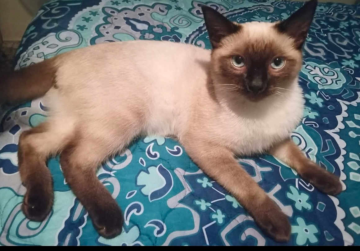Nena