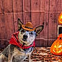 dog, cowboy_hat, bandana, pumpkin, jack_o_lantern, autumn, fall_leaves, lantern, candles, decor, halloween, pet, costume, brown, black, white, indoor, cute, animal, portrait