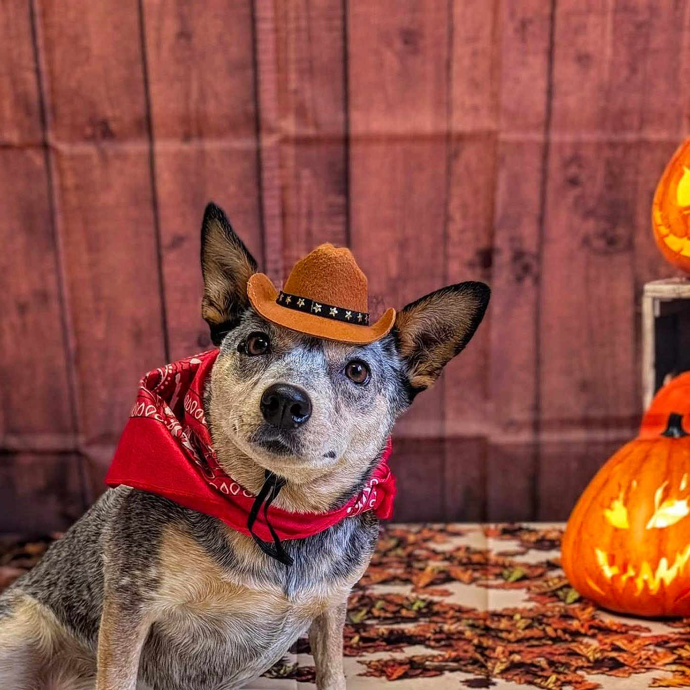 Putchie is registered to the contest to win money with this photo: animal, autumn, bandana, black, brown, candles, costume, cowboy_hat, cute, decor, dog, fall_leaves, halloween, indoor, jack_o_lantern, lantern, pet, portrait, pumpkin, white
