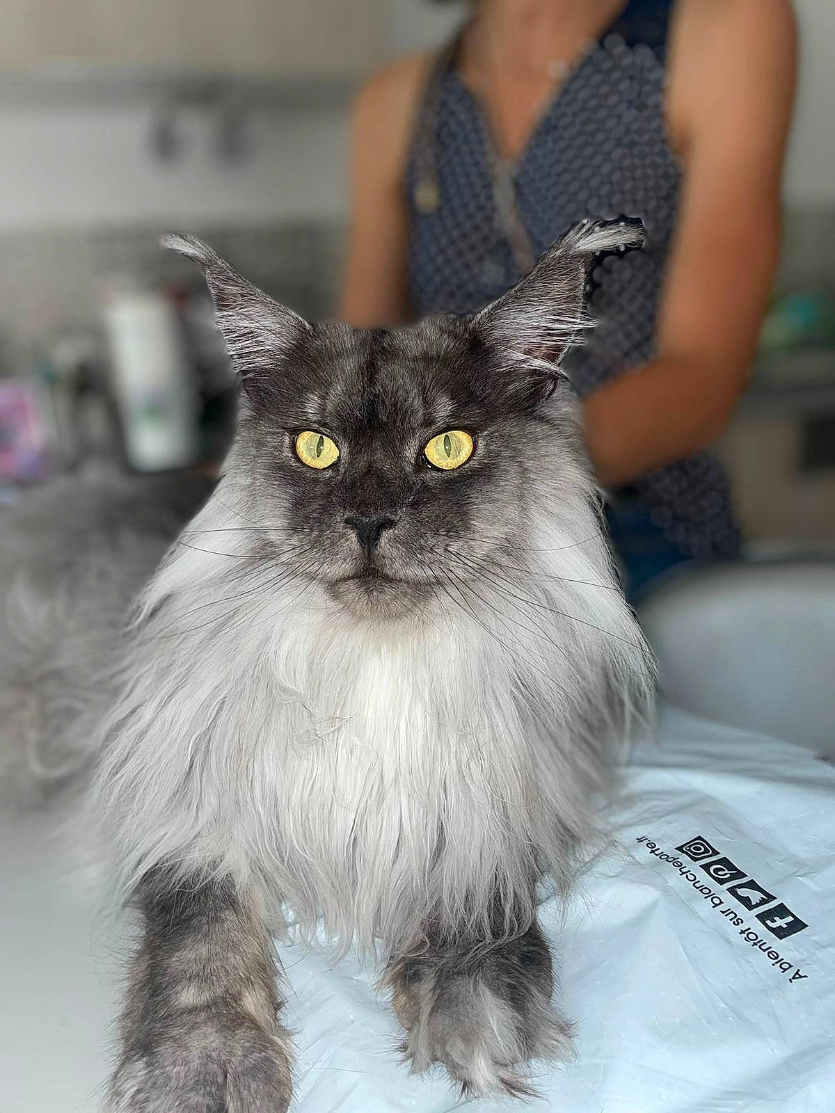 Ragnar a rejoint le concours — aidez-le/la à gagner de superbes lots ! carnivore, cat, claw, domestic_short_haired_cat, event, fawn, felidae, fur, grey, sitting, small_to_medium_sized_cats, snout, tail, terrestrial_animal, thai, whiskers