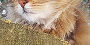Arya a rejoint le concours — aidez-le/la à gagner de superbes lots ! aegean_cat, carnivore, cat, domestic_long_haired_cat, european_shorthair, eye, fawn, felidae, fur, kitten, maine_coon, mammal, norwegian_forest_cat, siberian, small_to_medium_sized_cats, snout, somali, tabby_cat, tree, whiskers