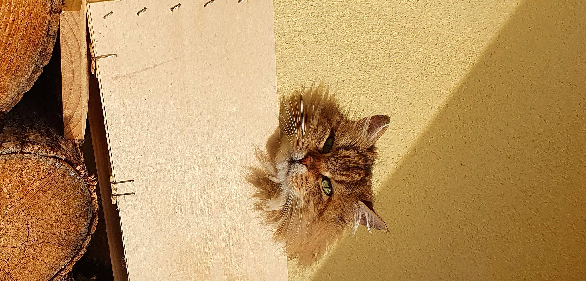 Arya a rejoint le concours — aidez-le/la à gagner de superbes lots ! beige, ceiling, fashion_accessory, fawn, feather, felidae, flooring, fur, hardwood, liver, plant, small_to_medium_sized_cats, tail, terrestrial_animal, twig, whiskers, wildlife, window, wing, wood